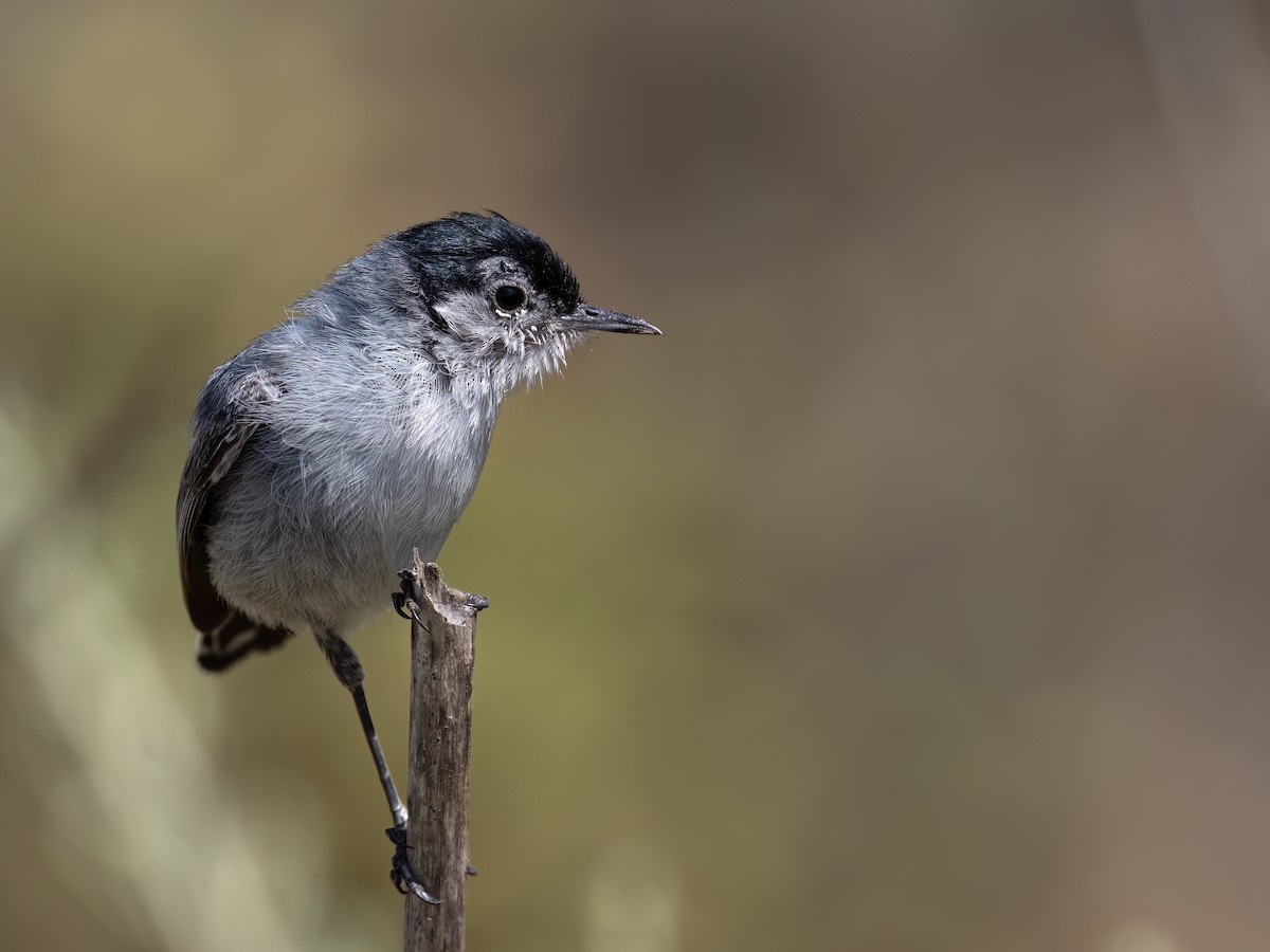 California Gnatcatcher - ML638047717