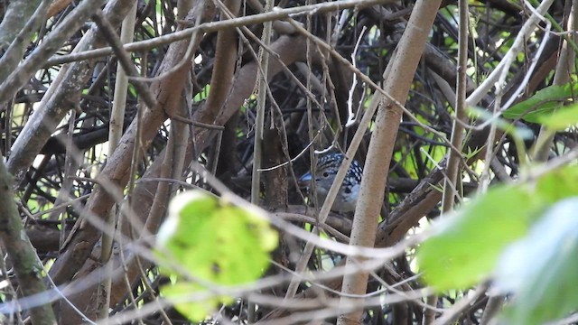 Spot-backed Antshrike - ML638047733