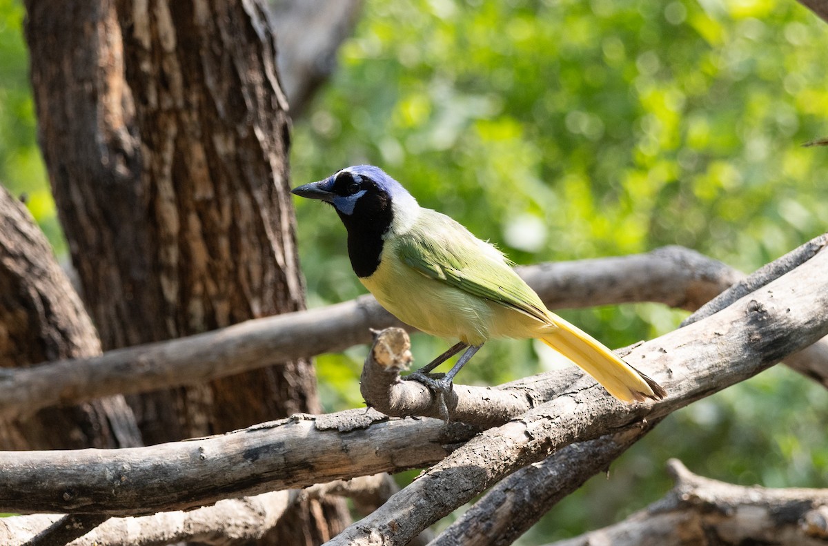 Green Jay - ML638047746