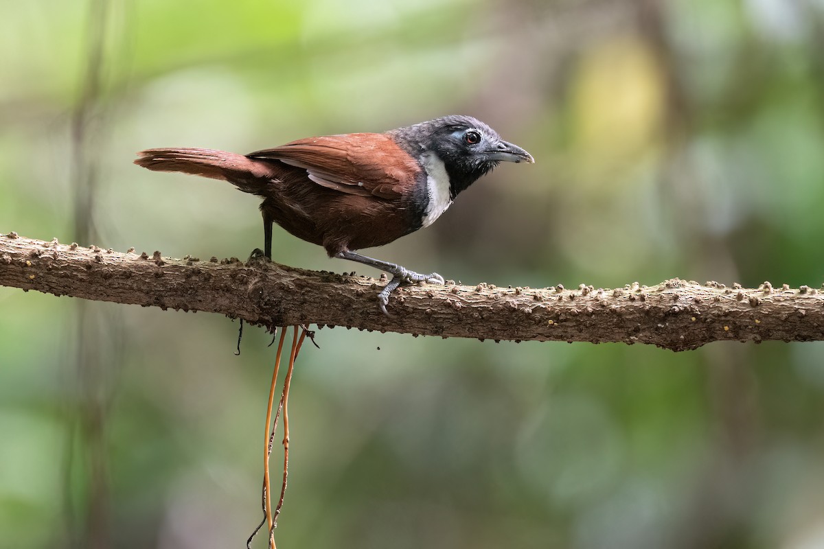 Ak Boğmaklı Çalı Timalyası - ML638047758