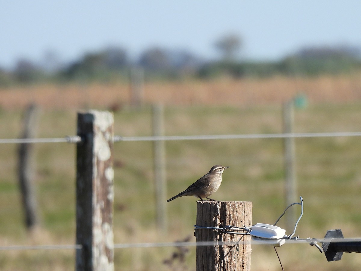 Buff-winged Cinclodes - ML638047765