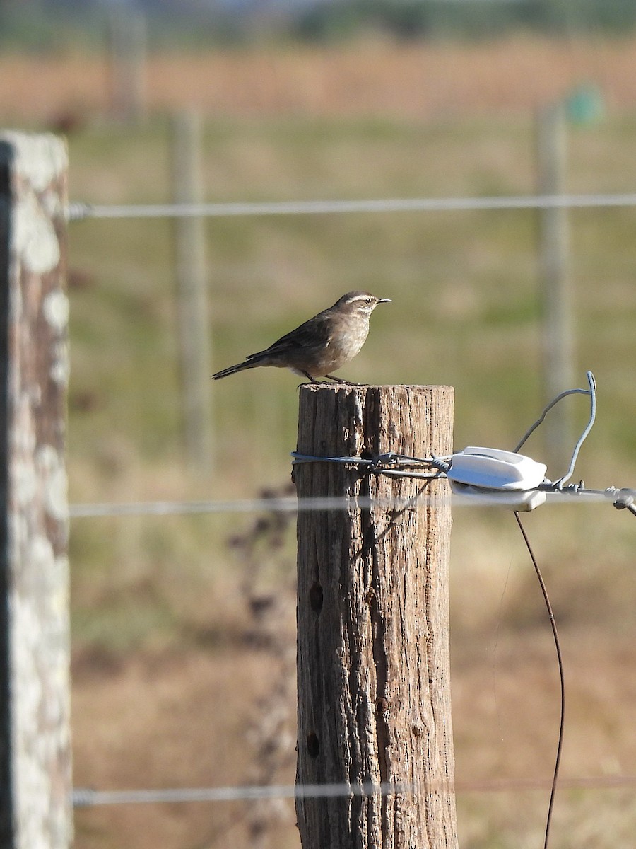 Buff-winged Cinclodes - ML638047766