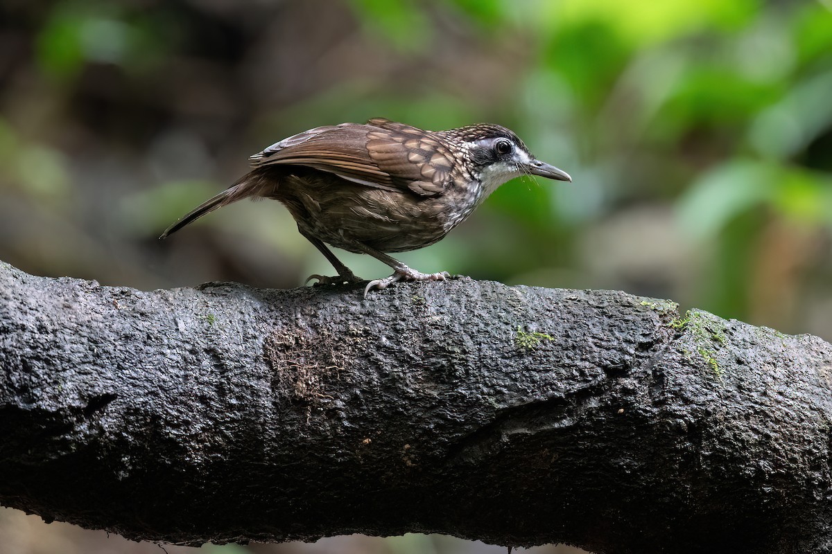 Large Wren-Babbler - ML638047772