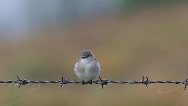 Jacky-winter - ML638047842