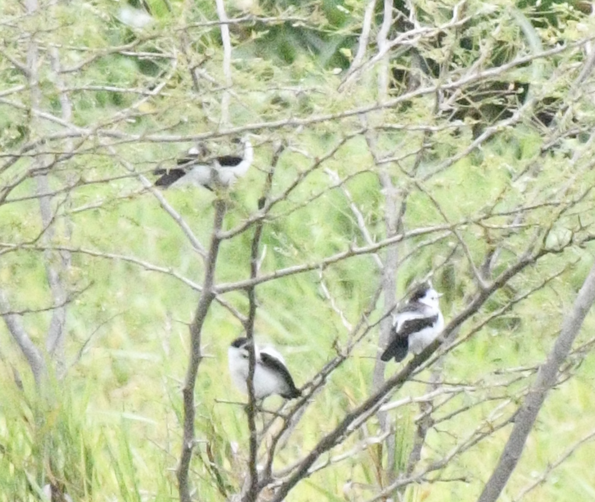 Pied Water-Tyrant - ML638047870