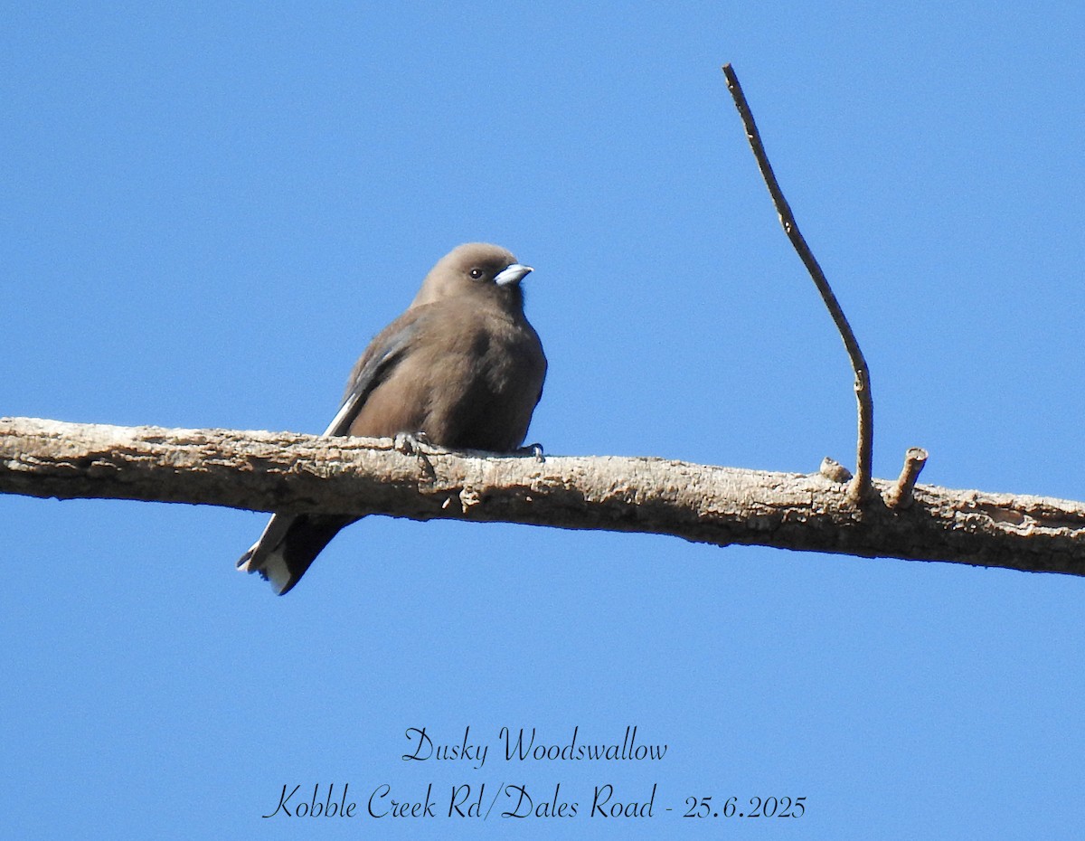 Dusky Woodswallow - ML638047875
