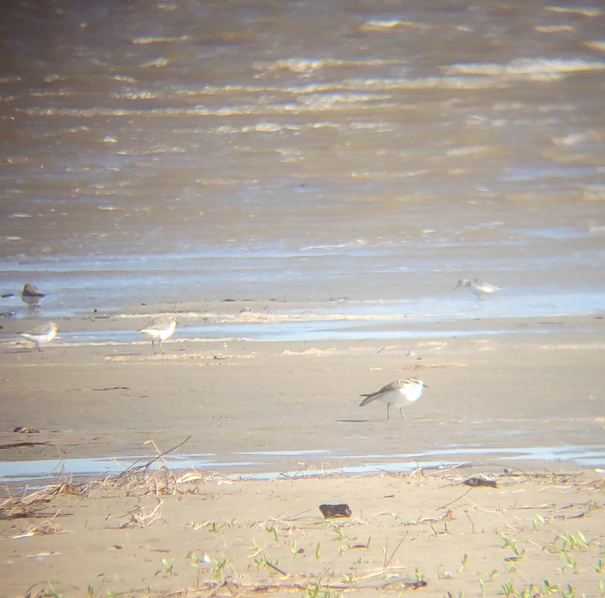 Double-banded Plover - ML638047884
