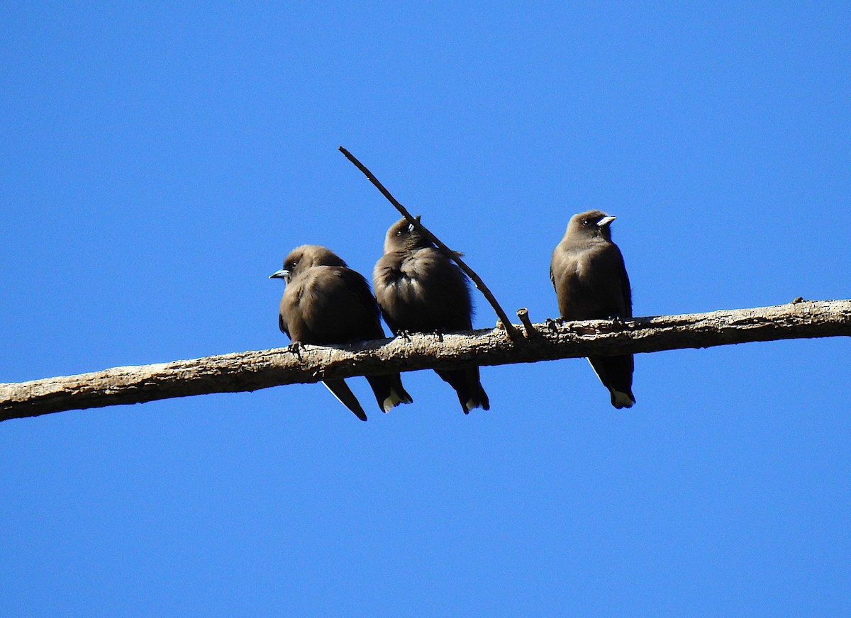 Dusky Woodswallow - ML638047892