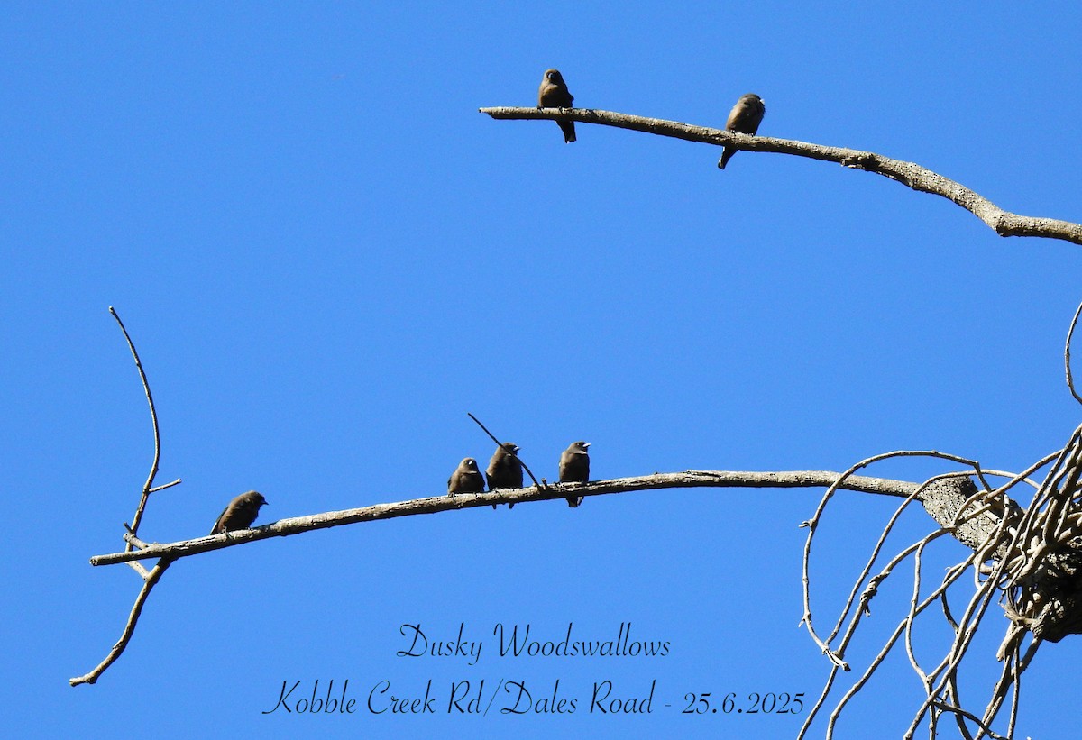 Dusky Woodswallow - ML638047893