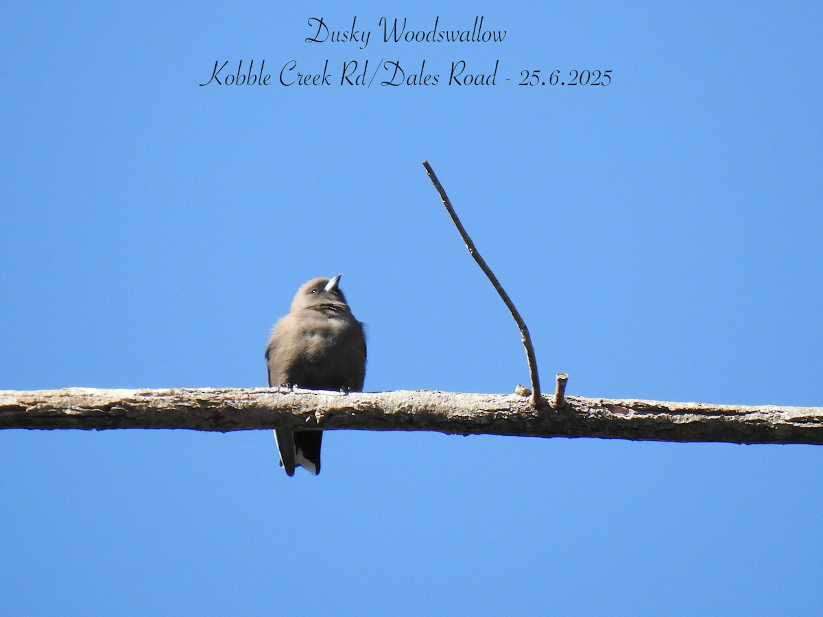 Dusky Woodswallow - ML638047894