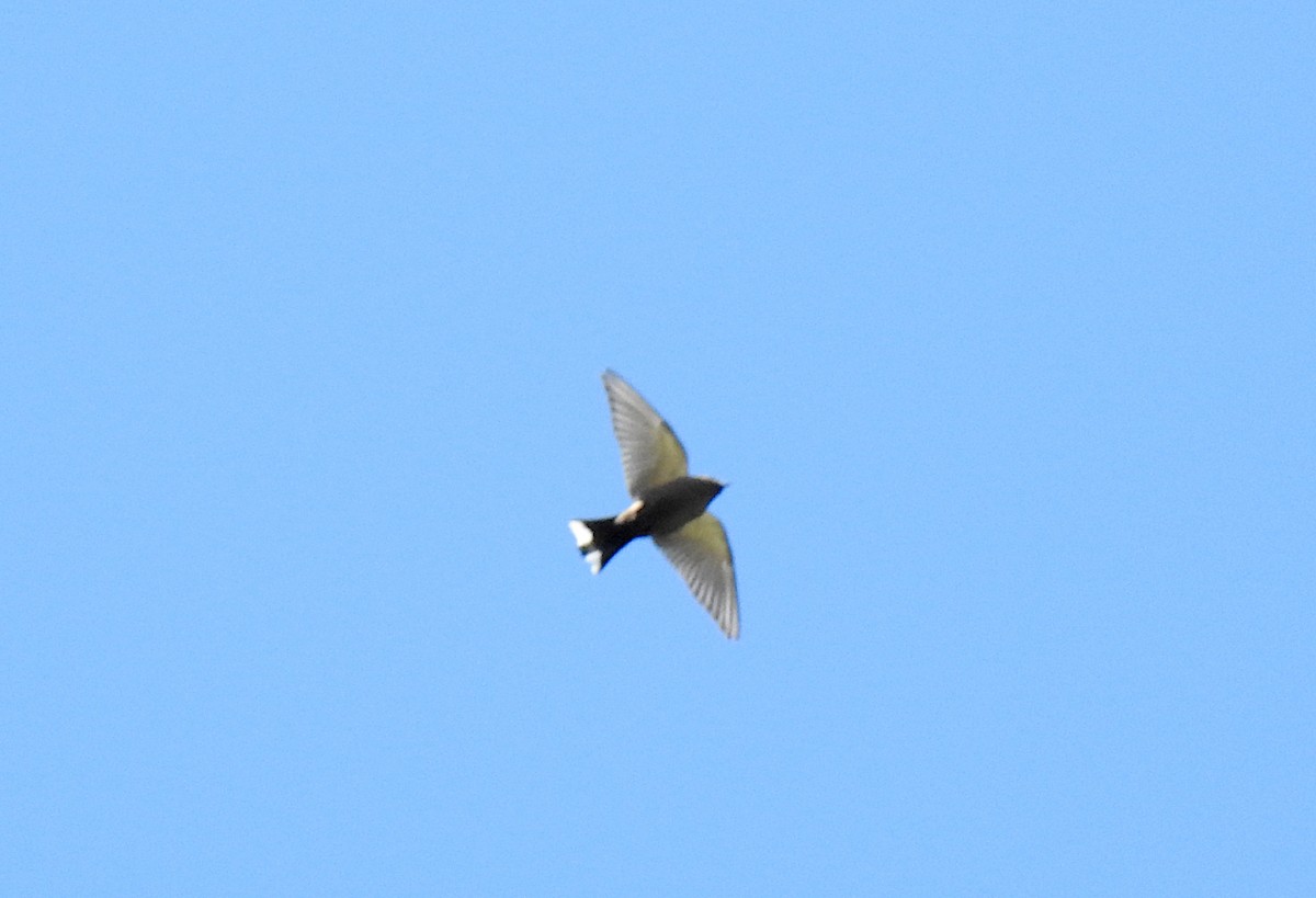 Dusky Woodswallow - ML638047895
