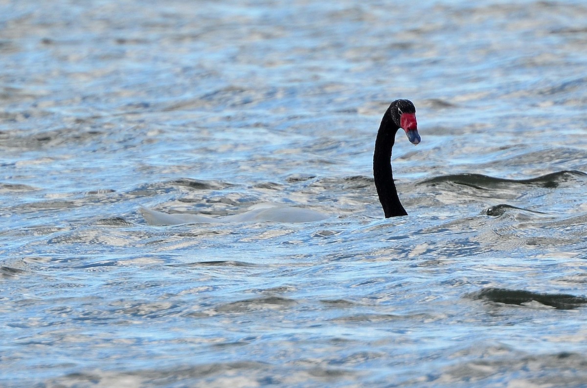 Black-necked Swan - ML638047911
