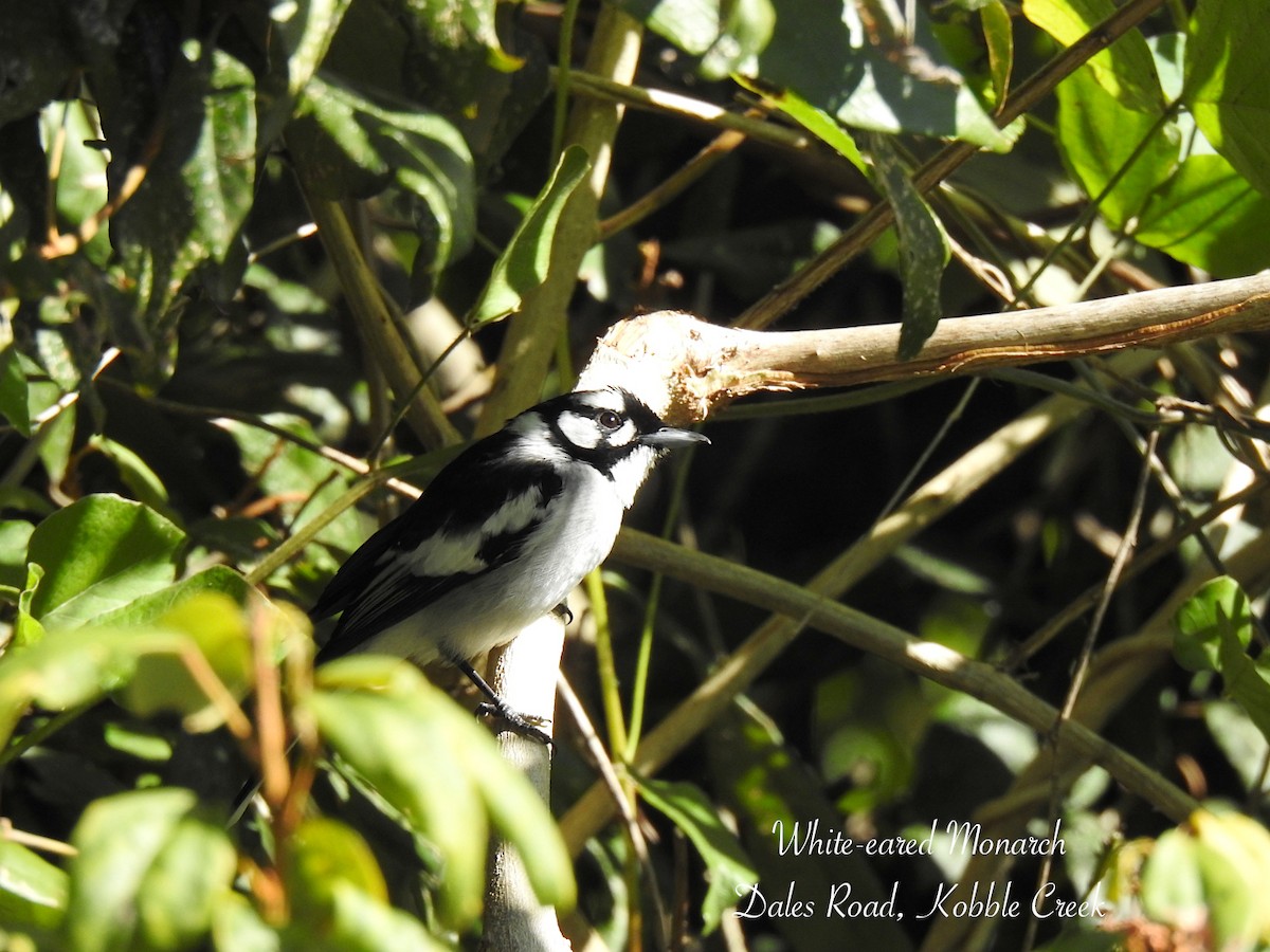 White-eared Monarch - ML638047913