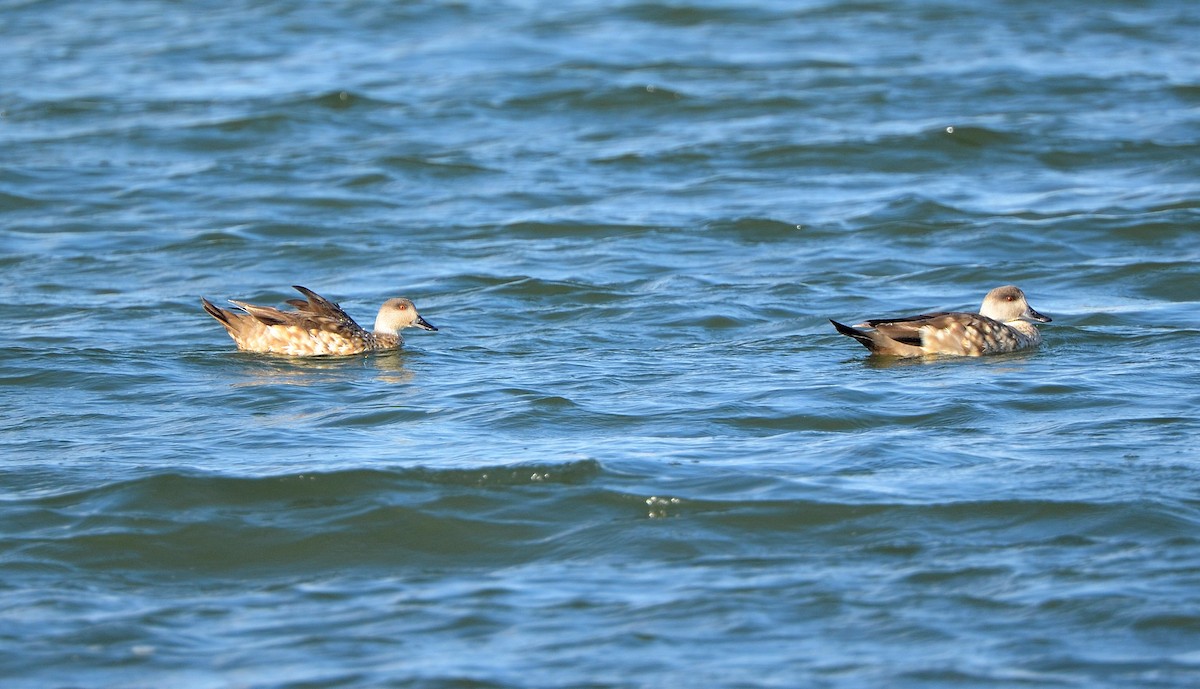 Crested Duck - ML638047929