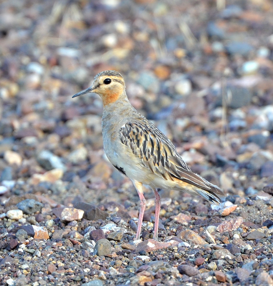 Tawny-throated Dotterel - ML638047939