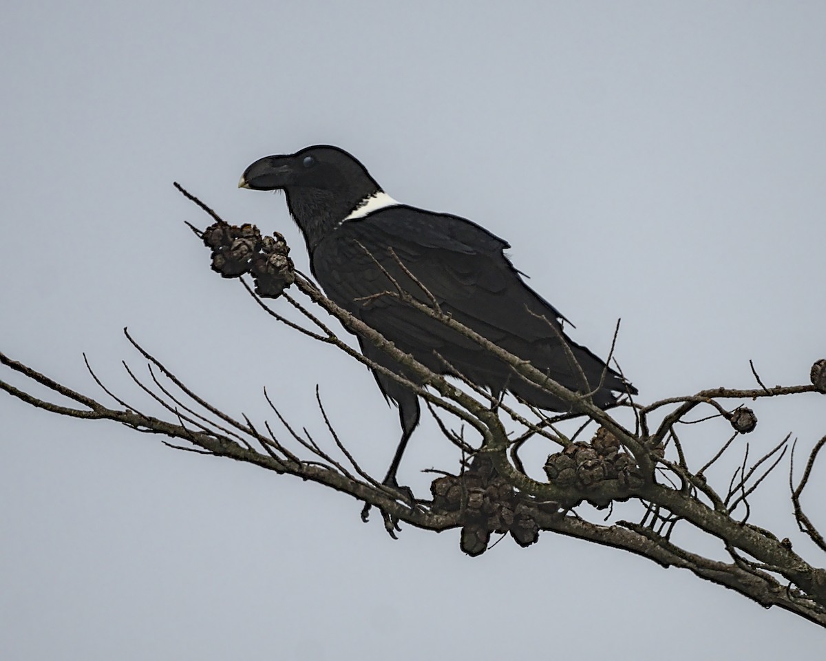 White-necked Raven - ML638047943