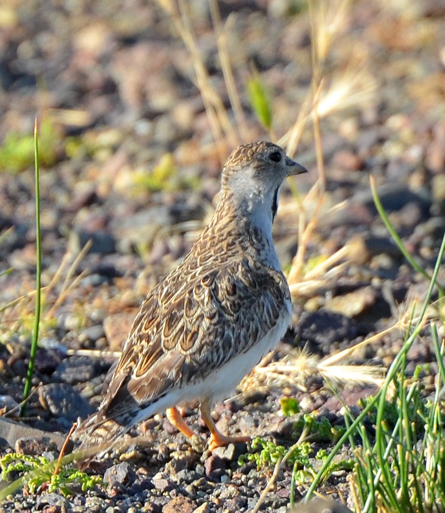Least Seedsnipe - ML638047945