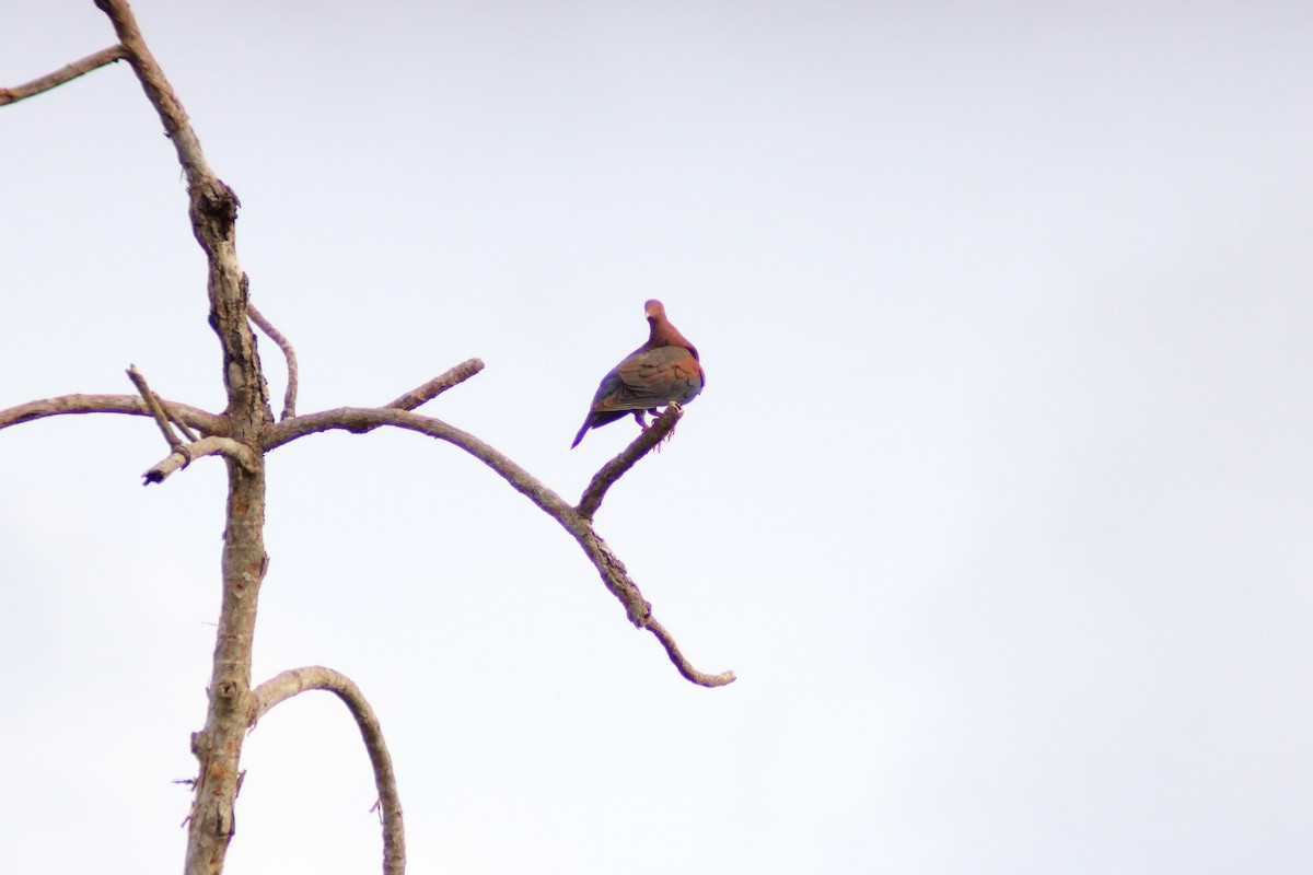 Red-billed Pigeon - ML638047946