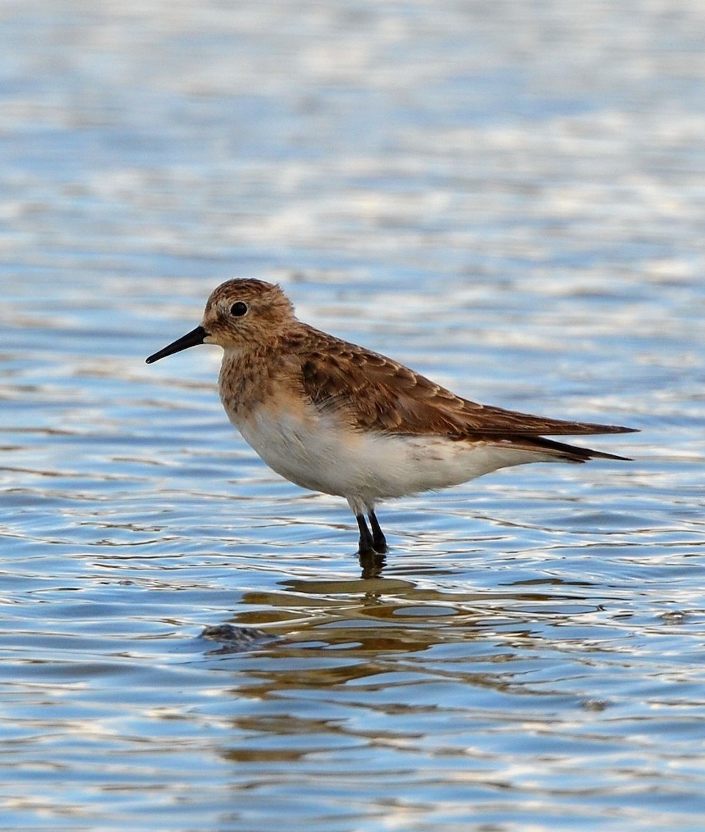 Baird's Sandpiper - ML638047967