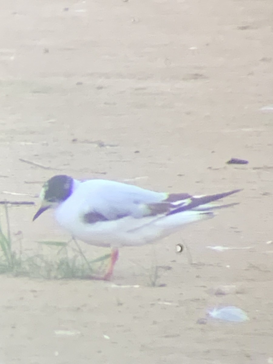 Little Gull - ML638047975