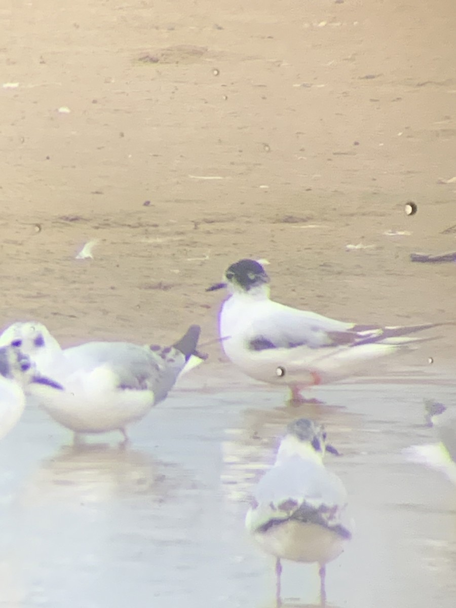 Little Gull - ML638047976