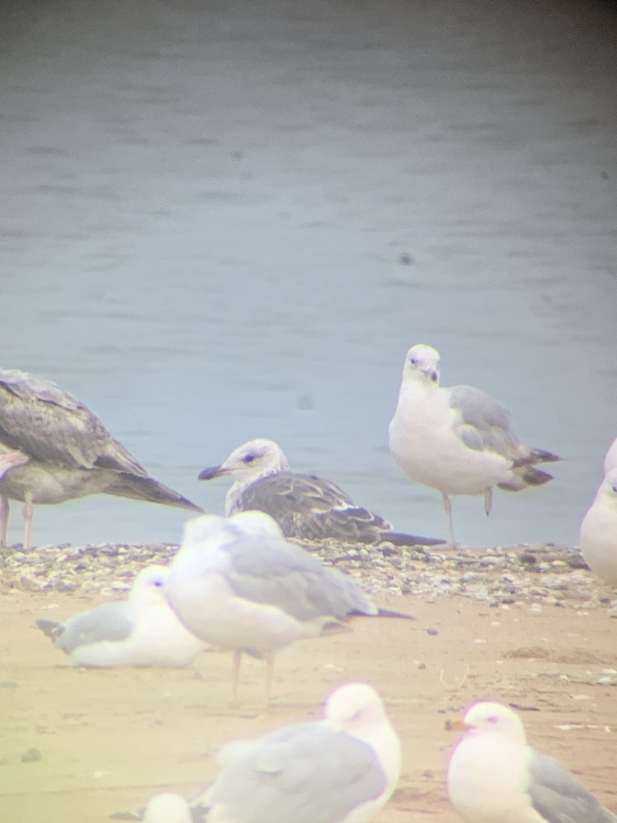 Lesser Black-backed Gull - ML638047981
