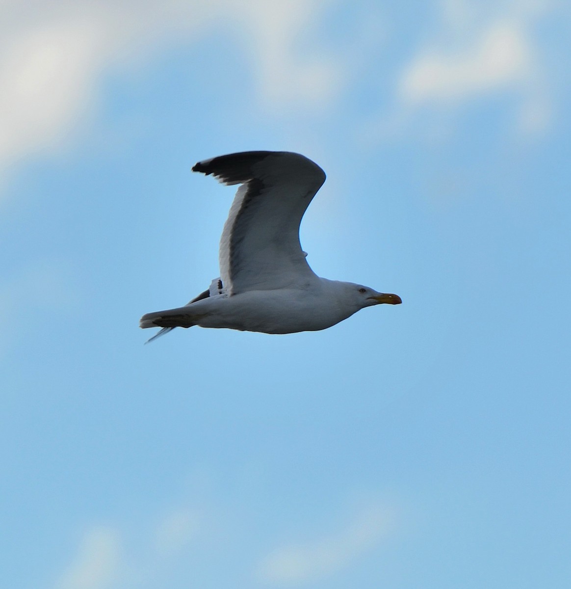 Kelp Gull - ML638047982