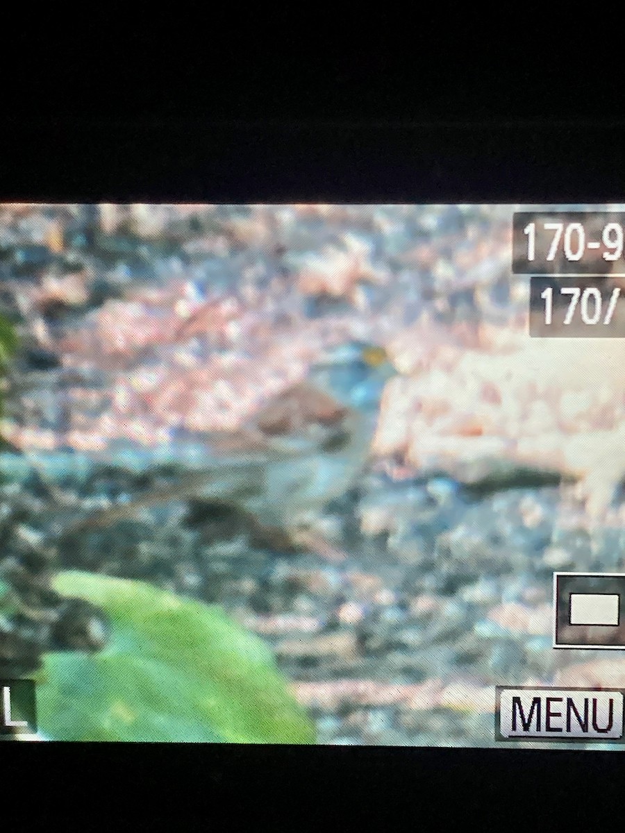 White-throated Sparrow - ML638047992