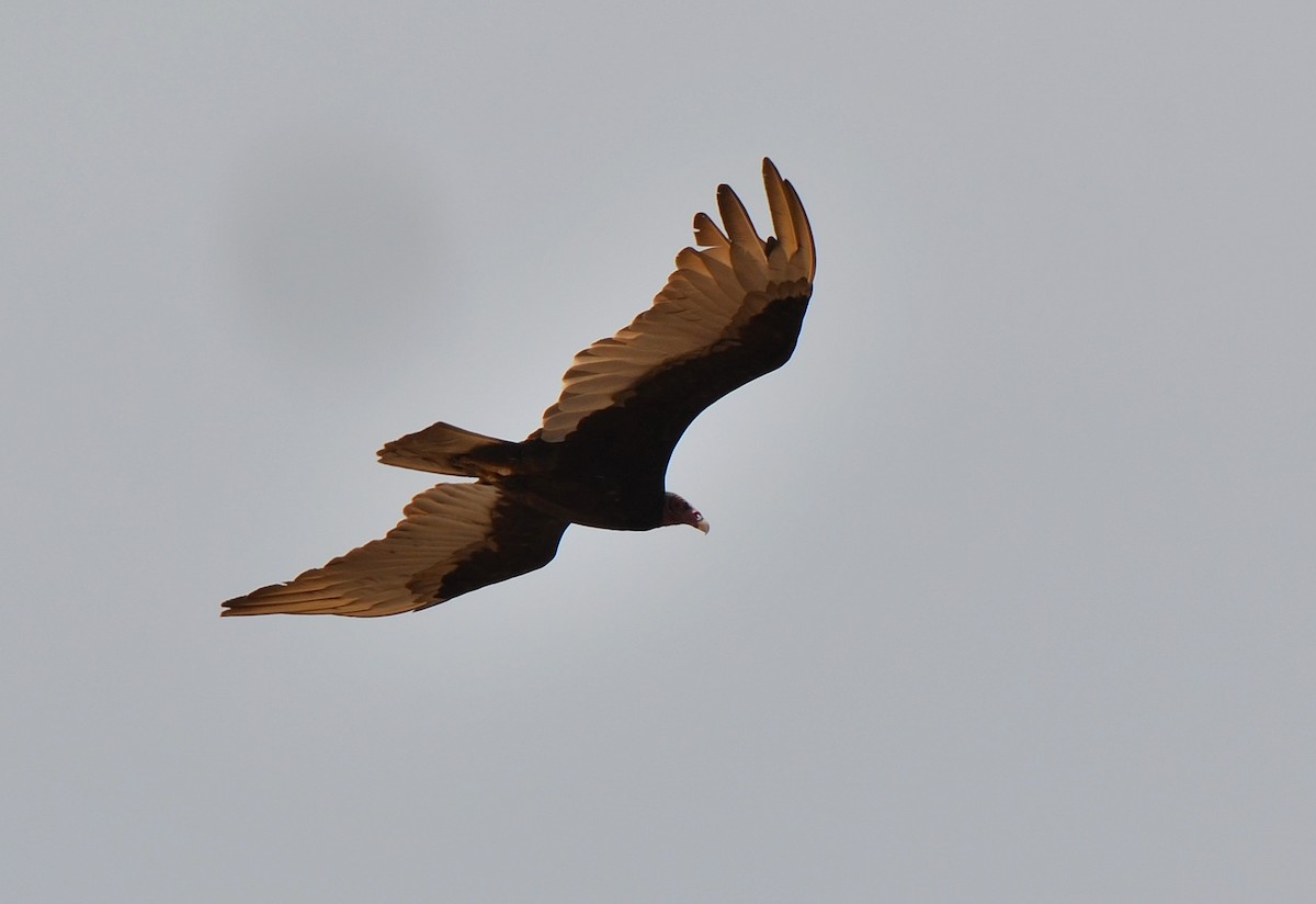 Turkey Vulture - ML638047993
