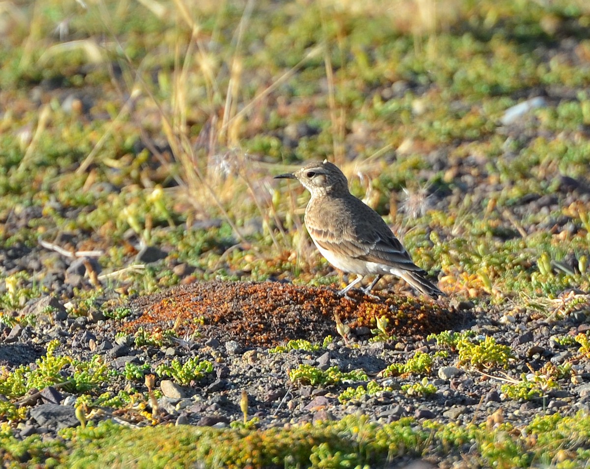 Common Miner - ML638048016