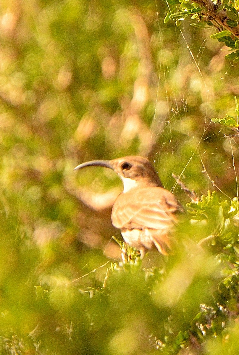 Scale-throated Earthcreeper - ML638048023