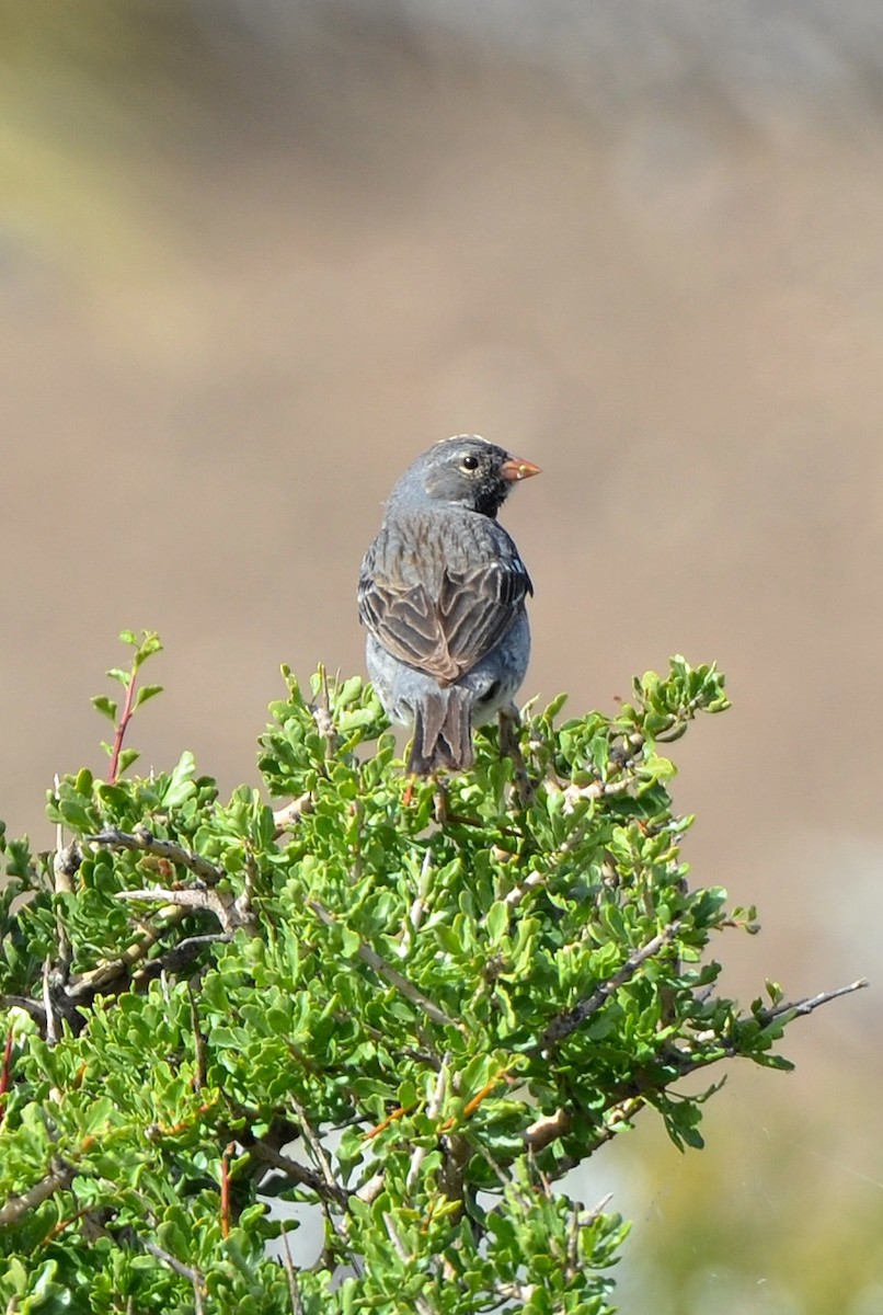 Mourning Sierra Finch - ML638048026