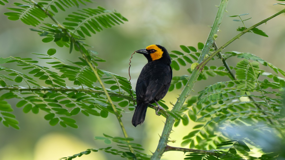 Black-billed Weaver - ML638048039