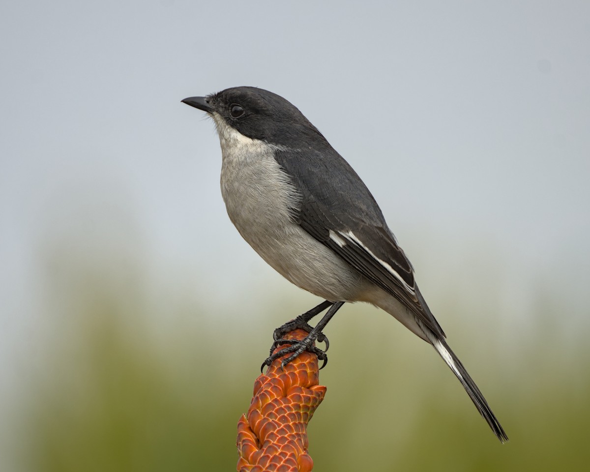 Fiscal Flycatcher - ML638048075