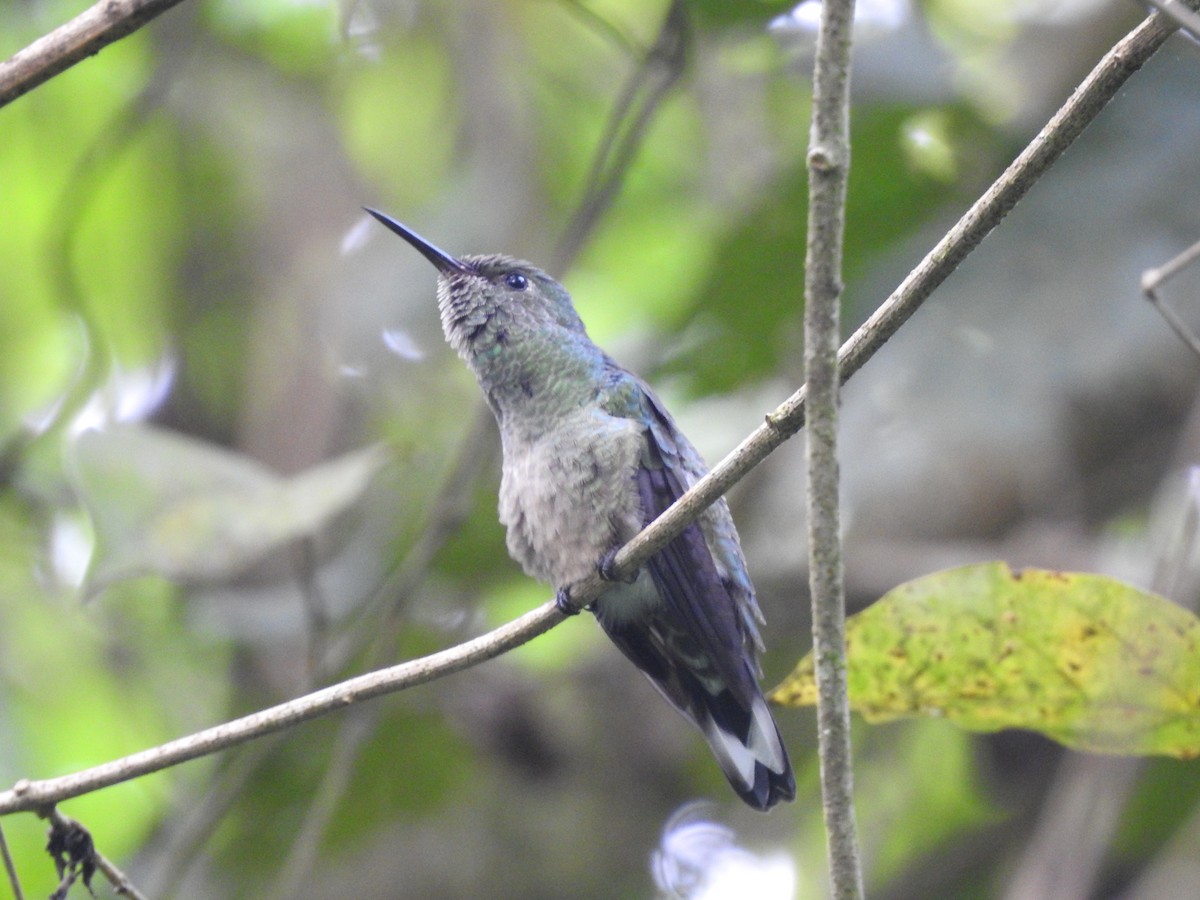 Scaly-breasted Hummingbird - ML638048076