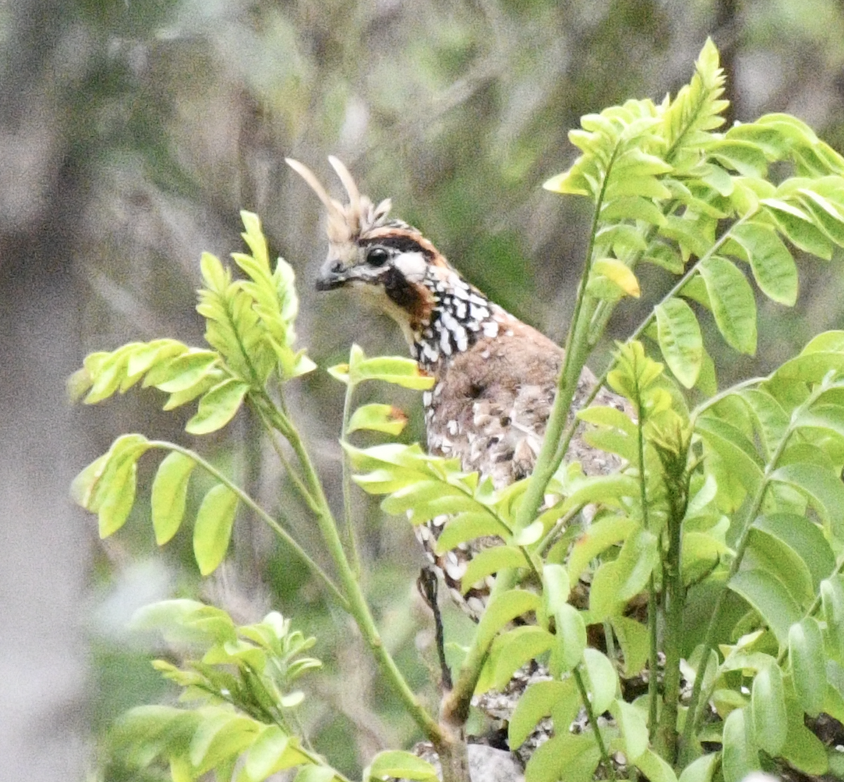 Crested Bobwhite - ML638048080