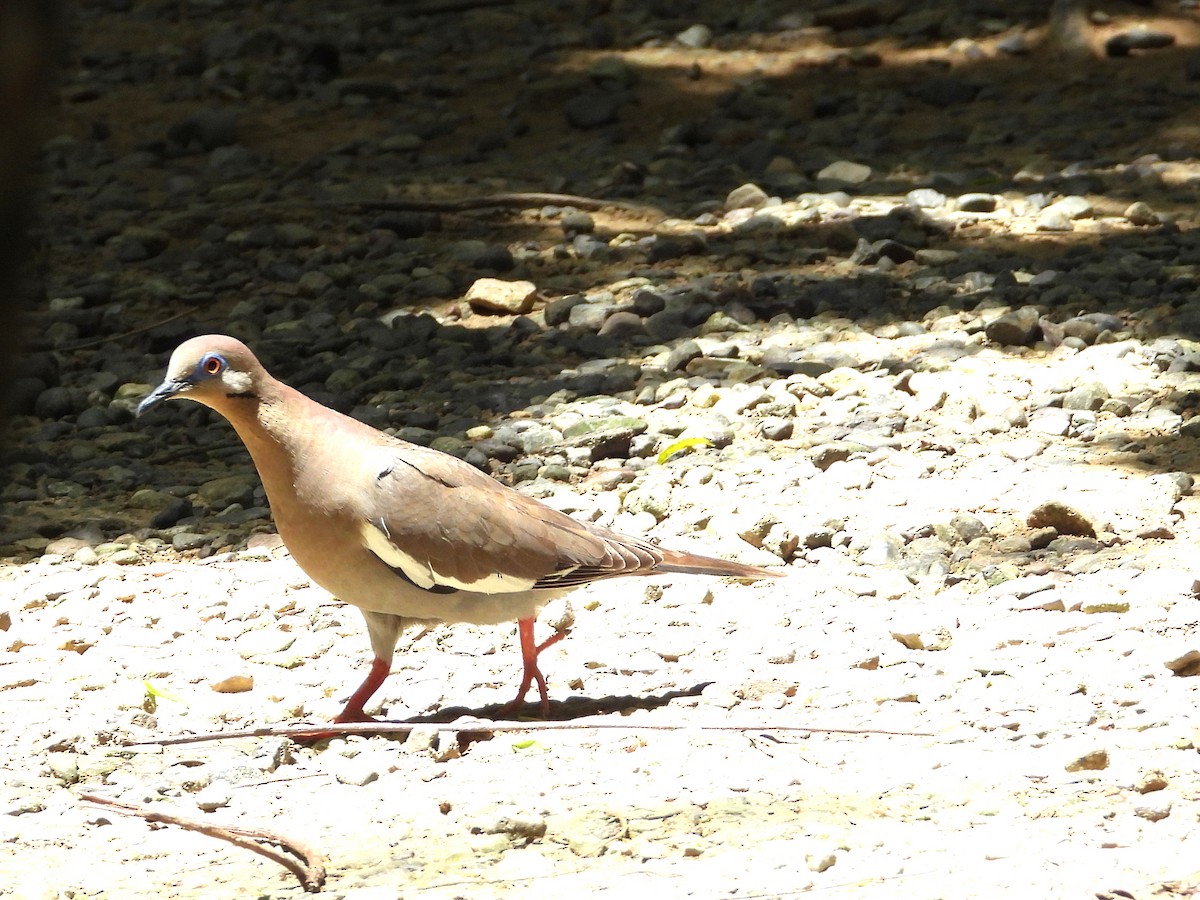 White-winged Dove - ML638048081