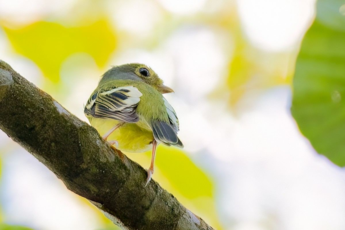 Wing-barred Piprites - ML638048095