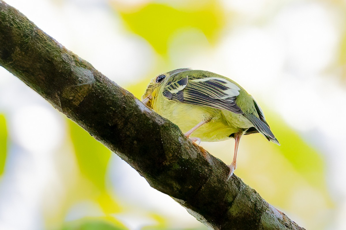 Wing-barred Piprites - ML638048096