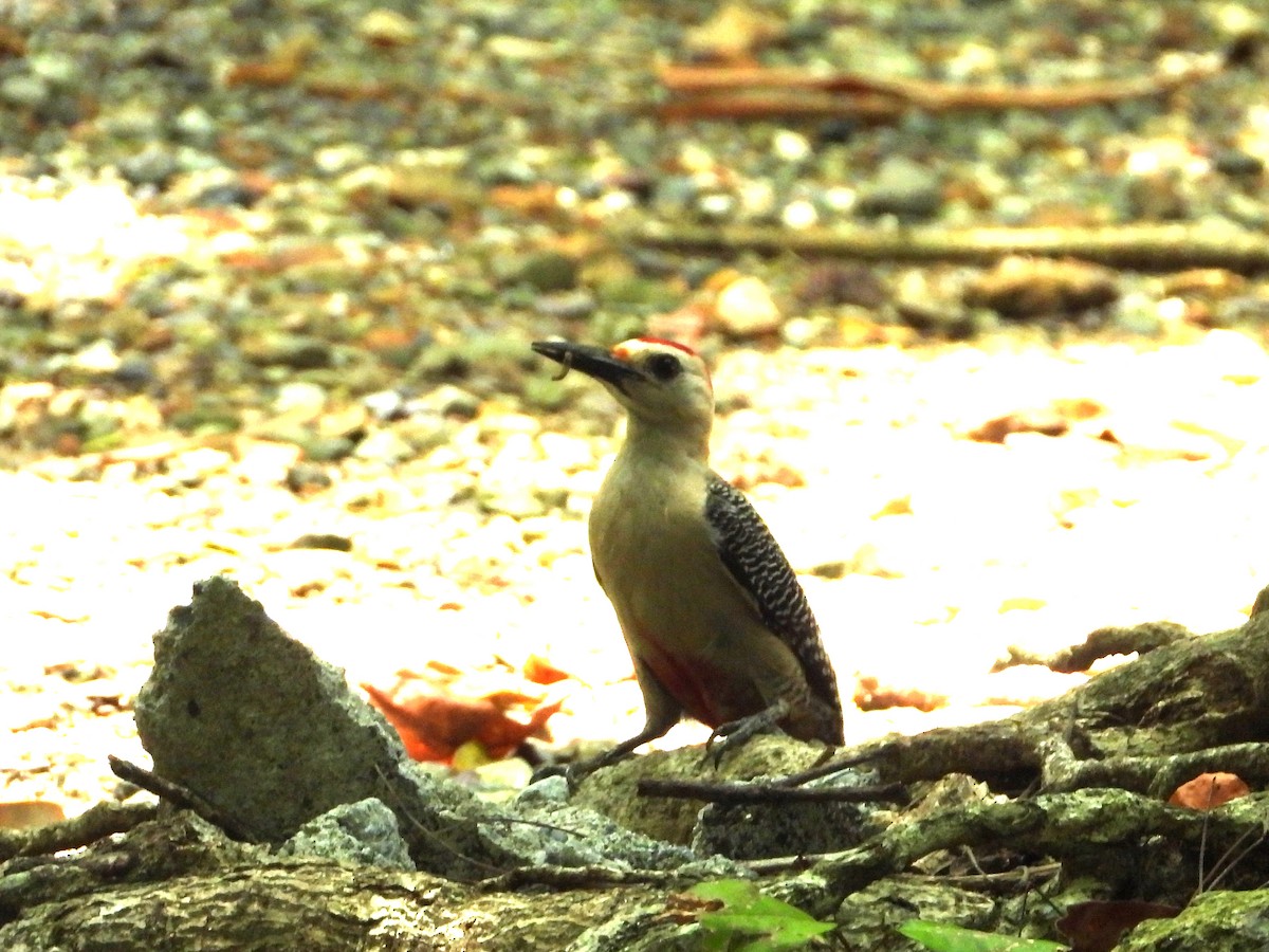 Golden-fronted Woodpecker - ML638048098