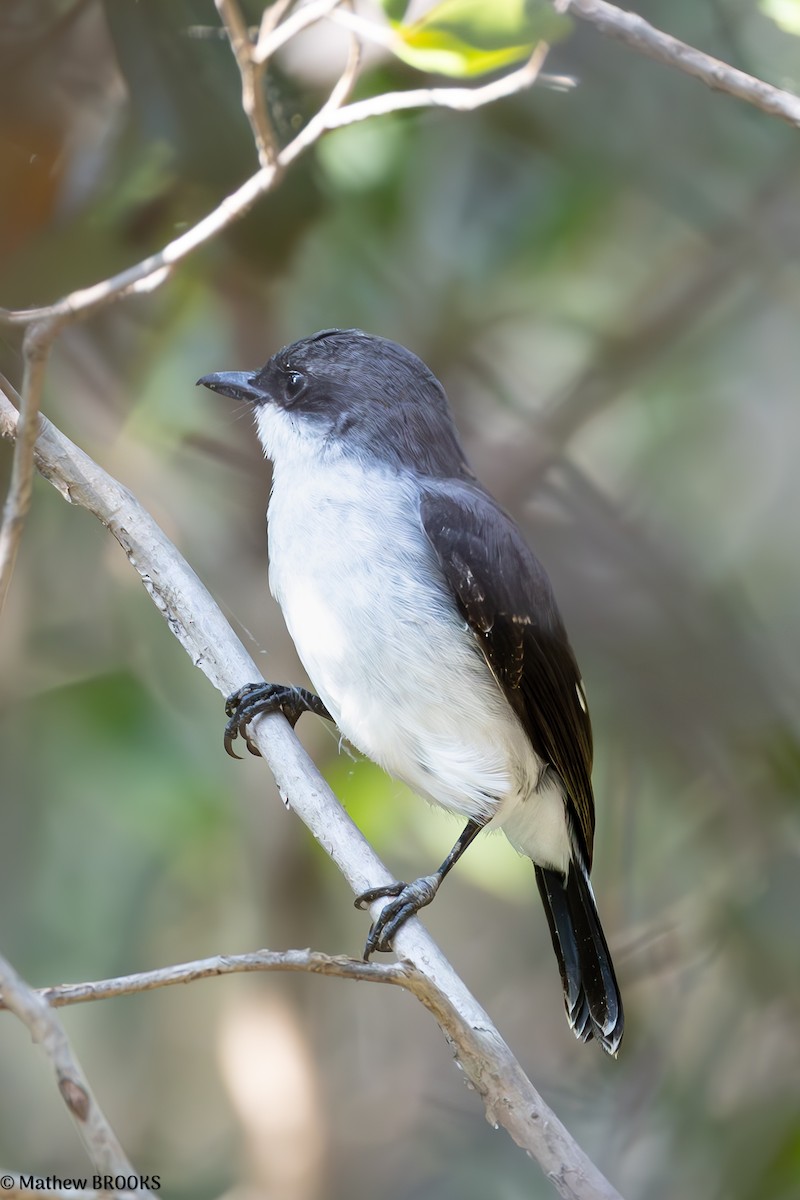 Mangrove Robin - ML638048101