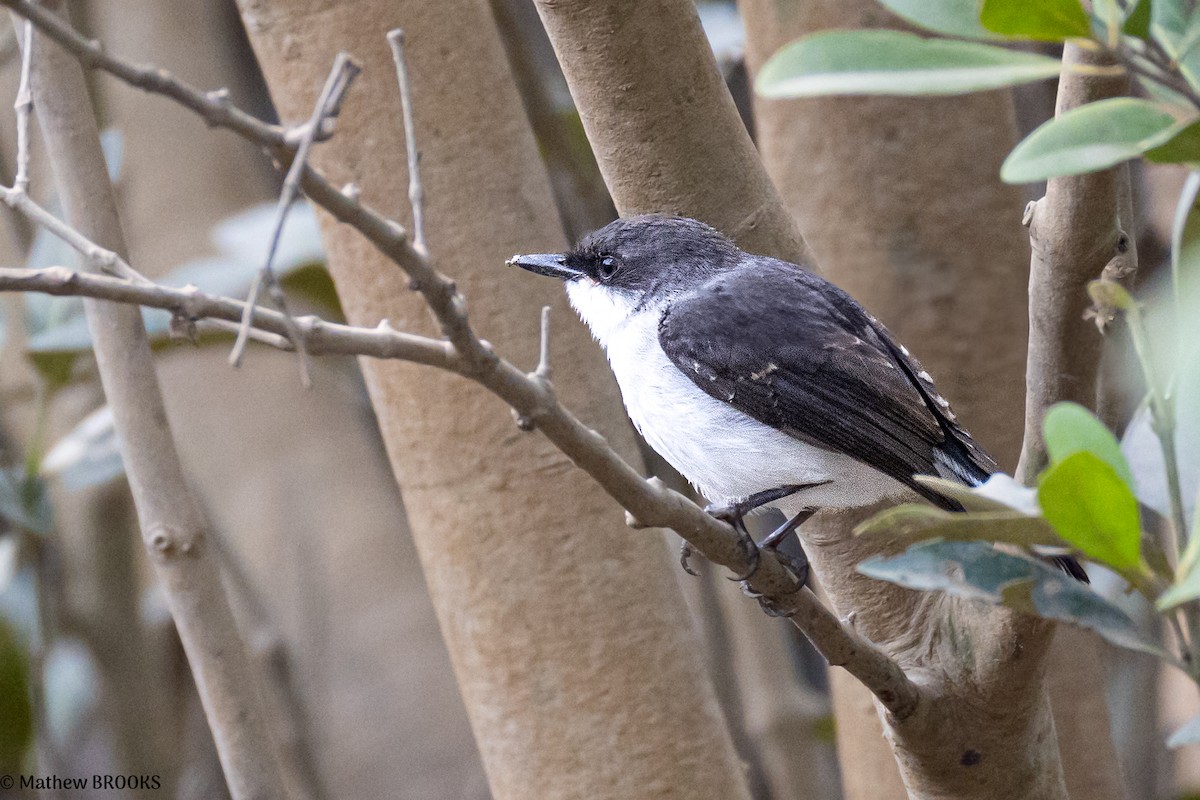 Mangrove Robin - ML638048103
