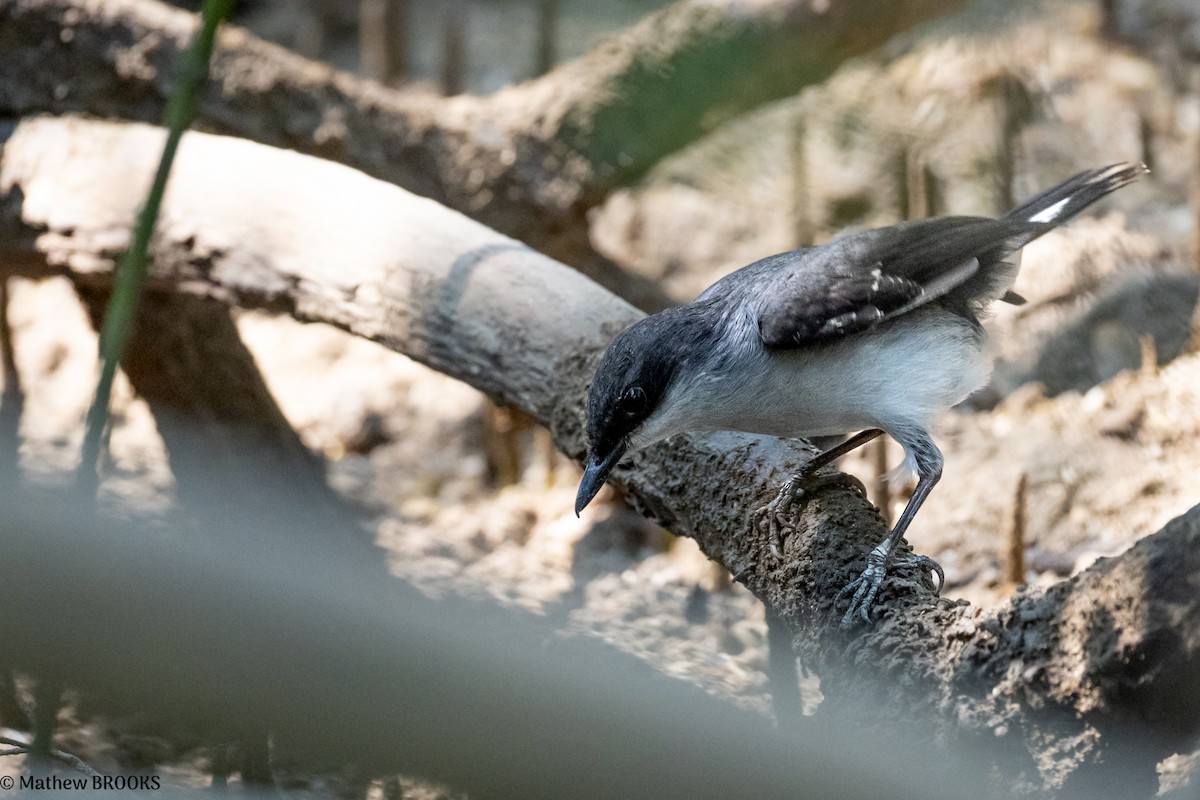 Mangrove Robin - ML638048104
