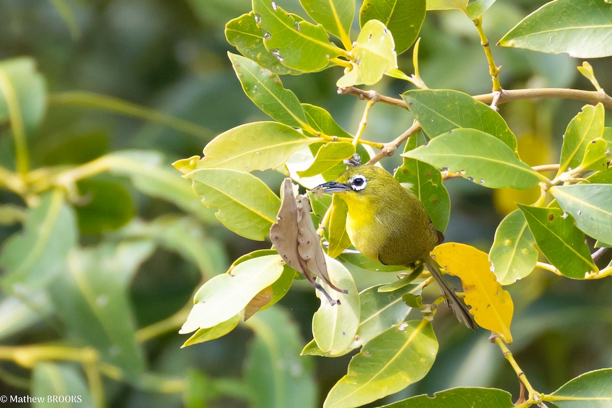 Australian Yellow White-eye - ML638048134