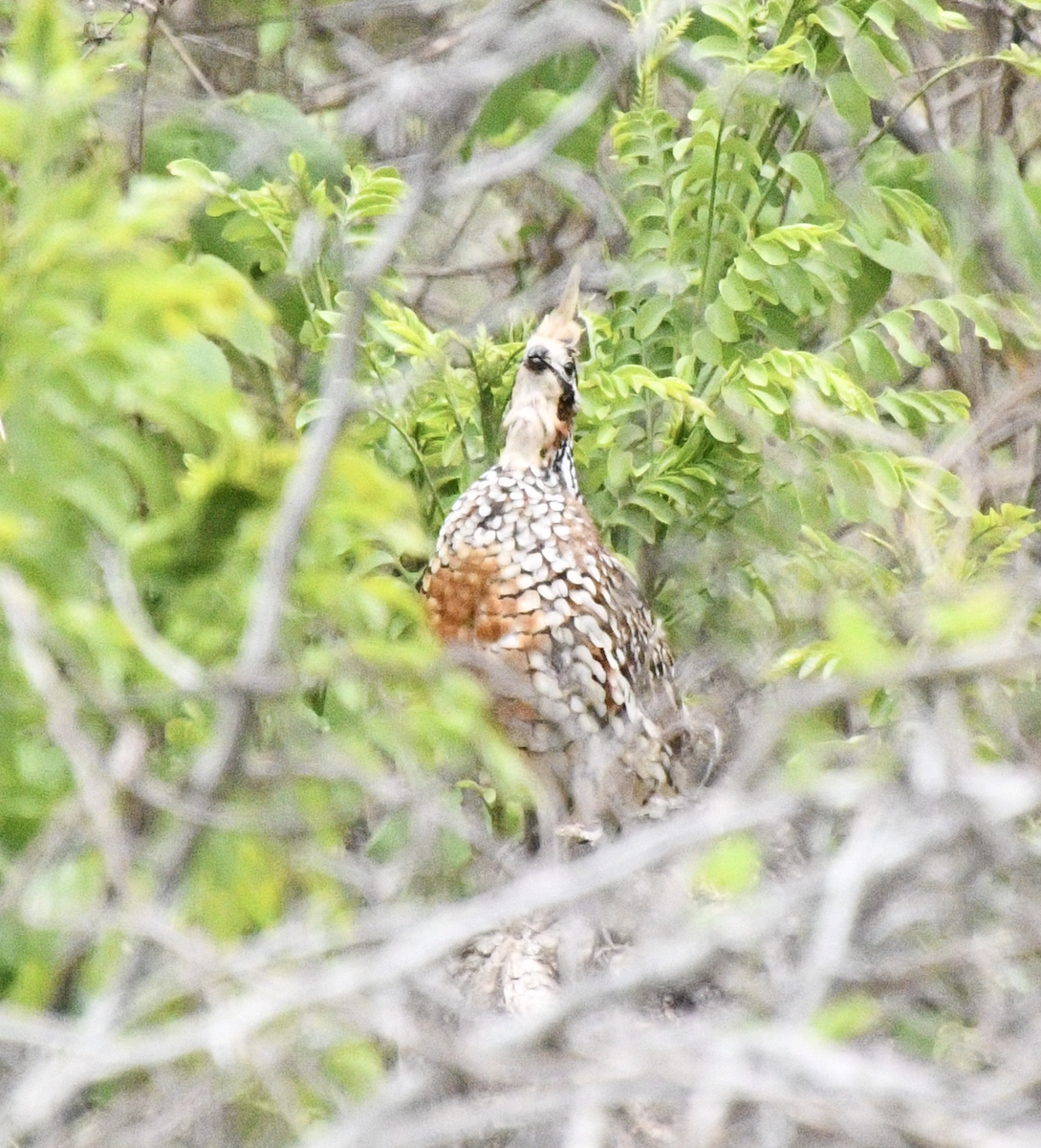 Crested Bobwhite - ML638048163