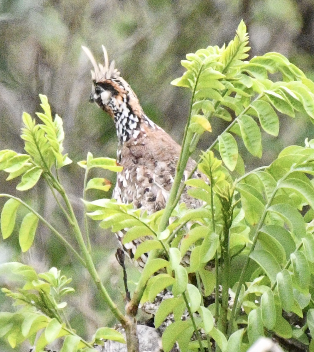 Crested Bobwhite - ML638048164