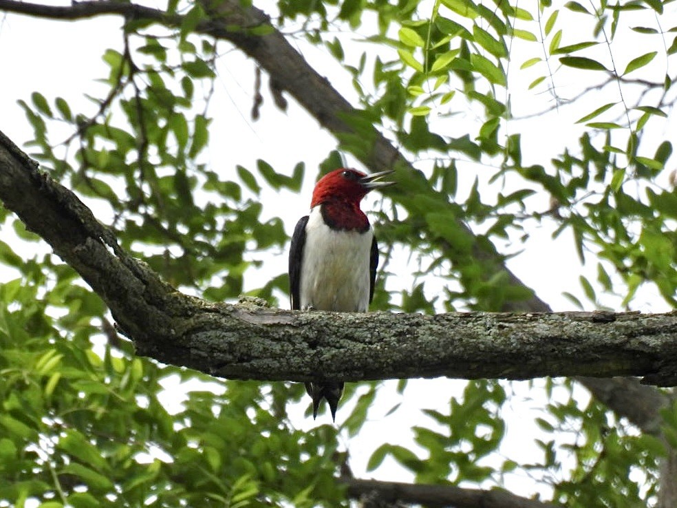Pic à tête rouge - ML638048167