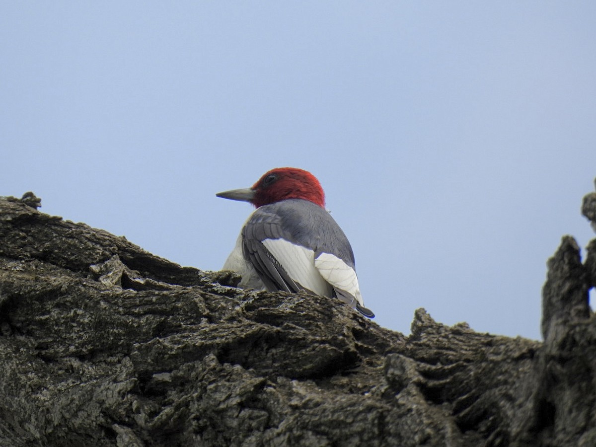 Pic à tête rouge - ML638048168