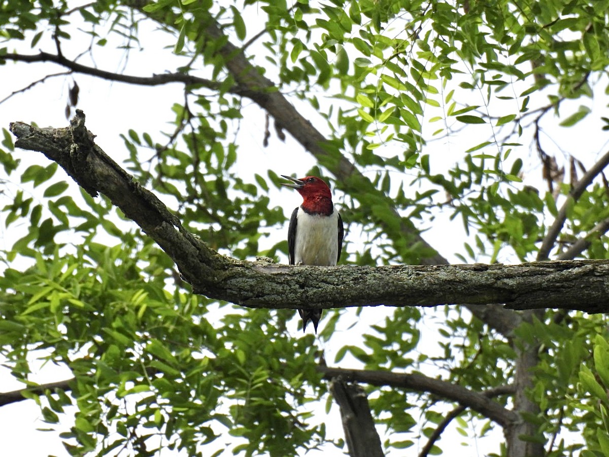 Pic à tête rouge - ML638048169