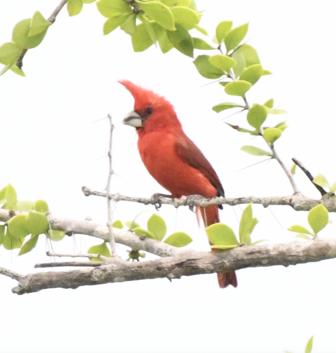 Vermilion Cardinal - ML638048204